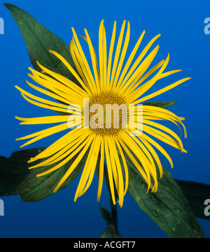 Abstract of Inula hookeri flower against a vivid blue background Stock Photo