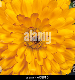 Marigold Calendula officinalis flower petals Stock Photo