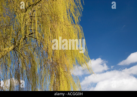 Salix x chrysocoma. Weeping willow tree against a bright blue sky in the english countryside. UK Stock Photo