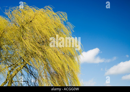 Salix x chrysocoma. Weeping willow tree against a bright blue sky in the english countryside. UK Stock Photo