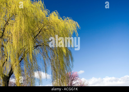 Salix x chrysocoma. Weeping willow tree against a bright blue sky in the english countryside. UK Stock Photo