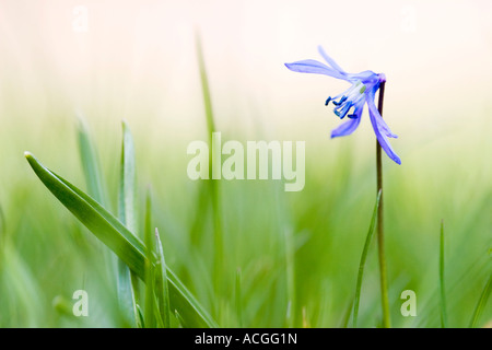 Scilla siberica. Siberian squill flower in amongst grass against a hazy green background Stock Photo