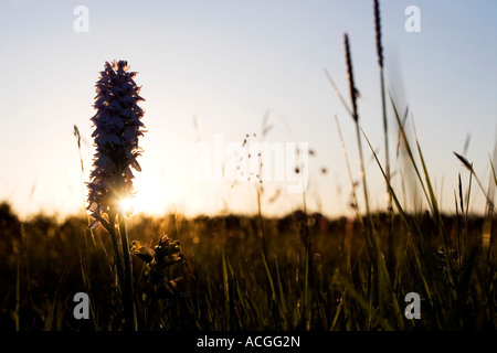 Dactylorhiza Fuchsii. Silhouette of a common spotted orchid in an English meadow at sunset Stock Photo