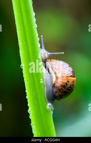 Cornu aspersum. Snail crawling up a flower stem in an English garden Stock Photo