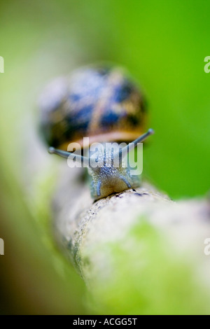 Cornu aspersum. Snail crawling along a piece of wood in the English countryside Stock Photo