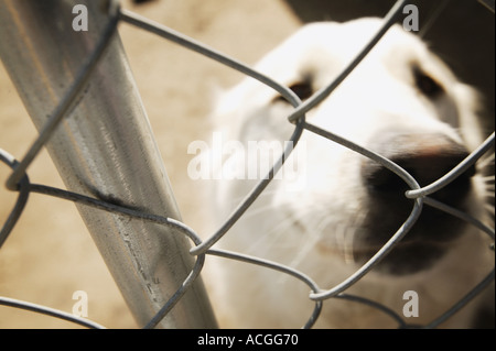 Dog behind fence Stock Photo