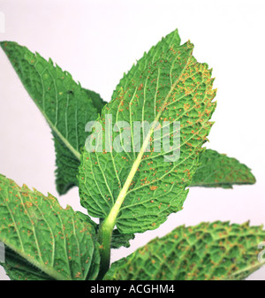 Mint rust Puccinia menthae on the underside of a peppermint leaf Stock Photo