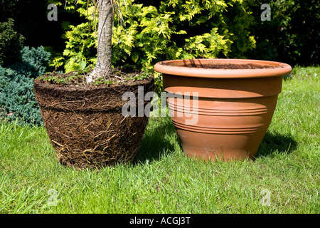 Pot bound plant next to original pot Stock Photo