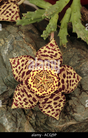 Orbea Stapelia variegata pale form Cultivated South Africa Stock Photo