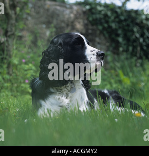 Close up of the head of a black white springer spaniel lying down Stock Photo