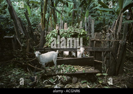 Goats in outside of pen on a coffee plantation near Arusha Tanzania Stock Photo