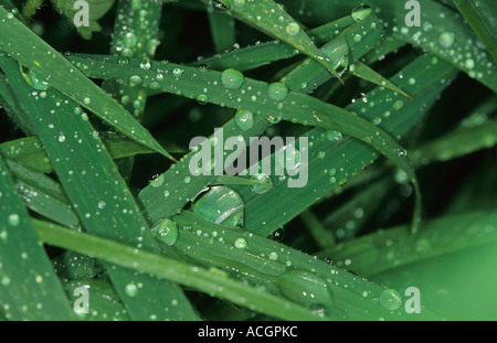 Rain water droplets on Yorkshire fog Holcus lanatus grass leaves Stock Photo