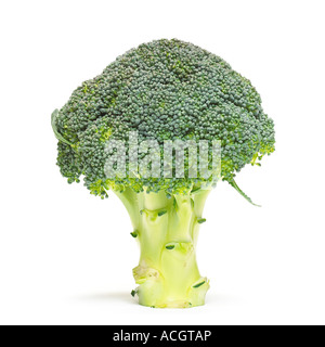 fresh ripe broccoli on a white backgound Stock Photo