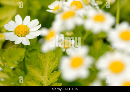 Feverfew Tanacetum parthenium flower close up England UK Stock Photo