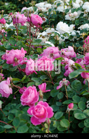 Rosa John Clare AUSCENT Stock Photo