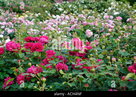 Rosa John Clare AUSCENT Stock Photo