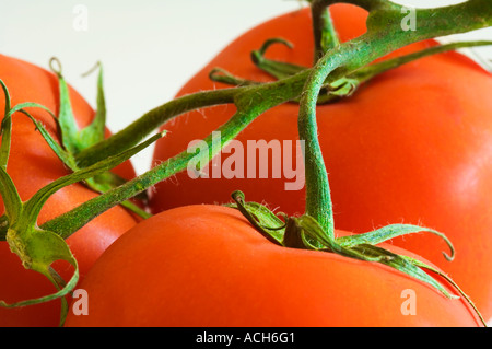 closeup three red ripe tomatoes on white background with stems Stock Photo