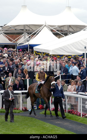 Horse & jockey in parade ring (1) - York Racecourse Stock Photo