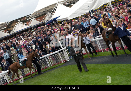 Horse & jockey in parade ring (2) - York Racecourse Stock Photo