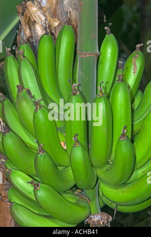 Bananas growing at Plantasia Tropical Greenhouse, Swansea, Wales, UK Stock Photo