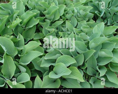 Hosta Krossa Regal Ground cover garden perennial with foliage effect Stock Photo