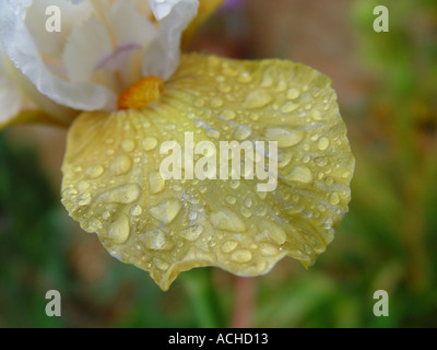 Iris flower with raindrops Stock Photo