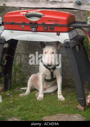An English Bull Terrier sitting under a barbecue Stock Photo