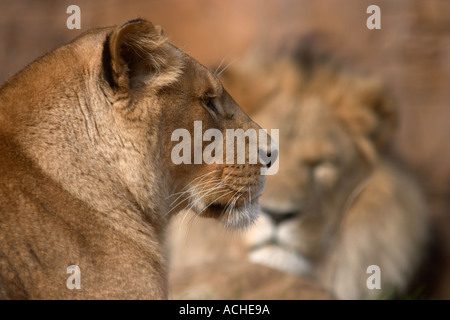 African Lions at Colchester Zoo Stock Photo
