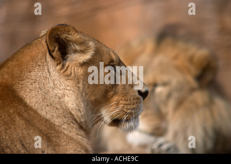 African Lions at Colchester Zoo Stock Photo