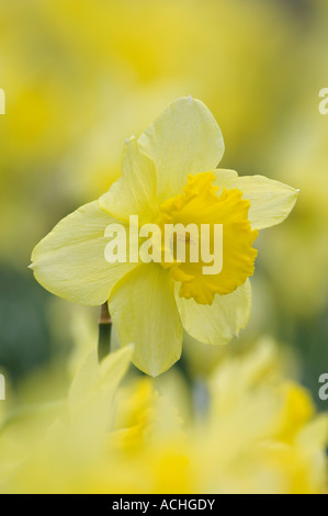 Close Up of Narcissus Flower Stock Photo