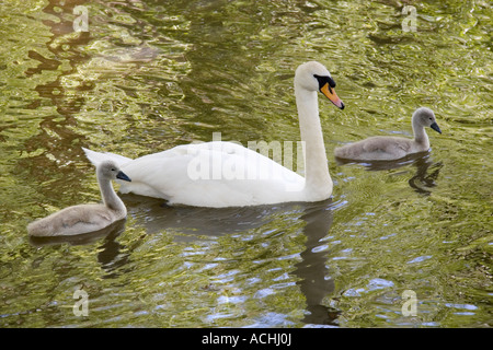 Swan and cygnets on the River Ock at Abingdon 1 Stock Photo