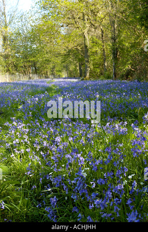 Bluebells in Foxley Wood Norfolk UK Stock Photo