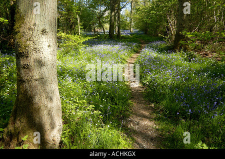 Woodland walk through bluebells in Foxley Wood Norfolk Stock Photo