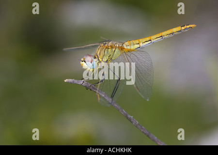 female Sympetrum fonscolombii resting on dead branch Stock Photo