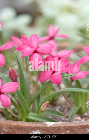 Holehird garden Alpine plant Rhodohypoxis baurii Albrighton Stock Photo