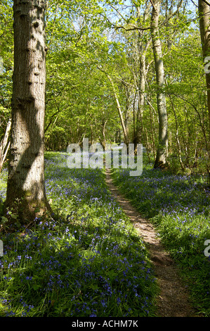 Woodland walk through bluebells in Foxley Wood Norfolk Stock Photo