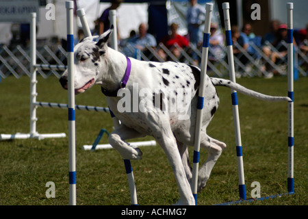 Great Dane dog doing the weave in an agility trial Stock Photo