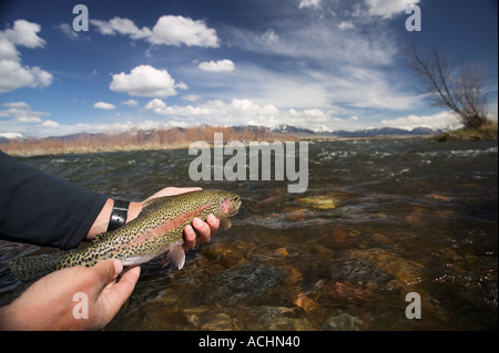 Releasing wild Rainbow Trout Model Released Image Stock Photo