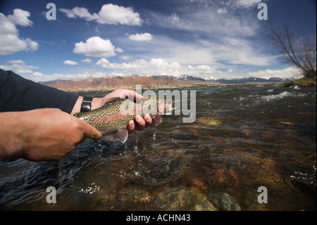 Releasing wild Rainbow Trout Model Released Image Stock Photo