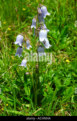 Bearded bellflower Campanula barbata Stock Photo