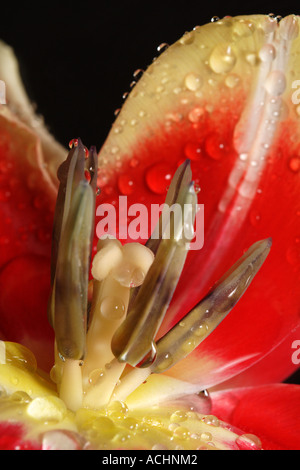 Makro of a red tulip with rain drops Stock Photo