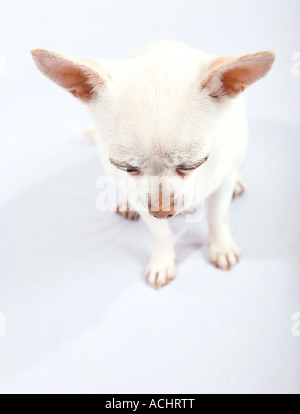 white, short-haired chihuahua Stock Photo