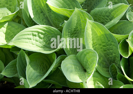 Holehird garden Hosta Hosta Gold Standard Stock Photo