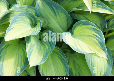Holehird garden Hosta June Stock Photo