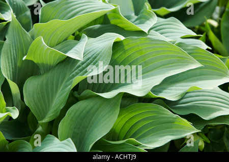 Holehird garden Hosta Krossa Regal Stock Photo