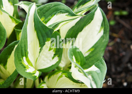 Holehird garden Hosta Fire and Ice Stock Photo