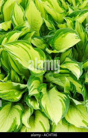 Holehird garden Hosta Fortunei Var Albopicta Aurea Stock Photo