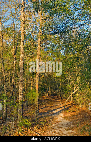 tourist-hiking-trail-track-in-green-summer-forest-with-dark-ground-and