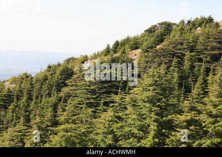 Al Chouf Cedar Tree Reserve Lebanon Stock Photo