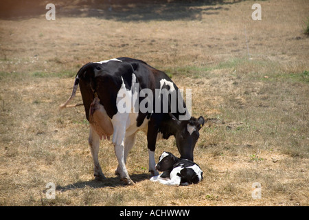 Holstein cow with newborn calf, afterbirth, Stock Photo